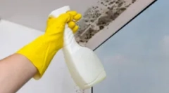 Combaterea matriței de oțet